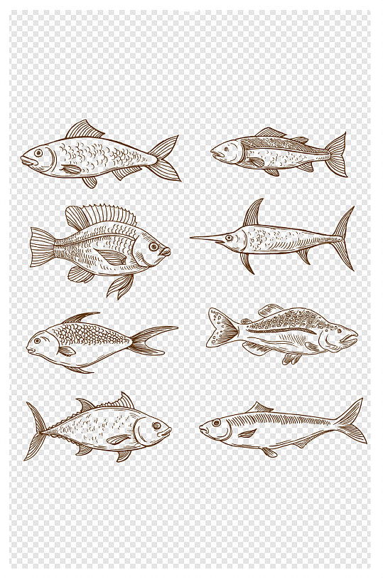 手绘各种各样的鱼线描鱼