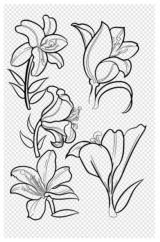 百合花植物黑白线稿
