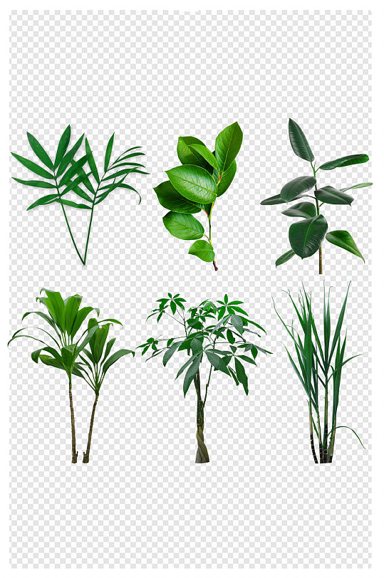 绿植素材PNG多种组合叶子和树春季