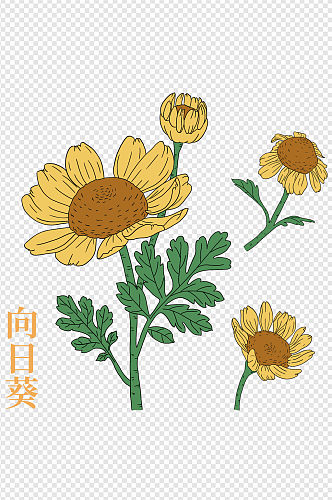 手绘花卉向日葵婚庆植物背景素材