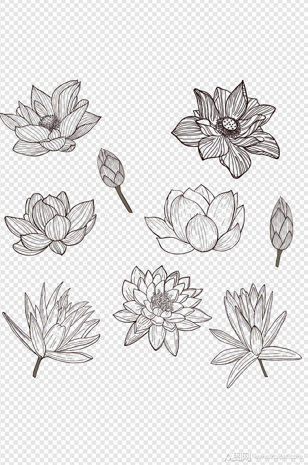 线条荷花黑色中国风植物花苞