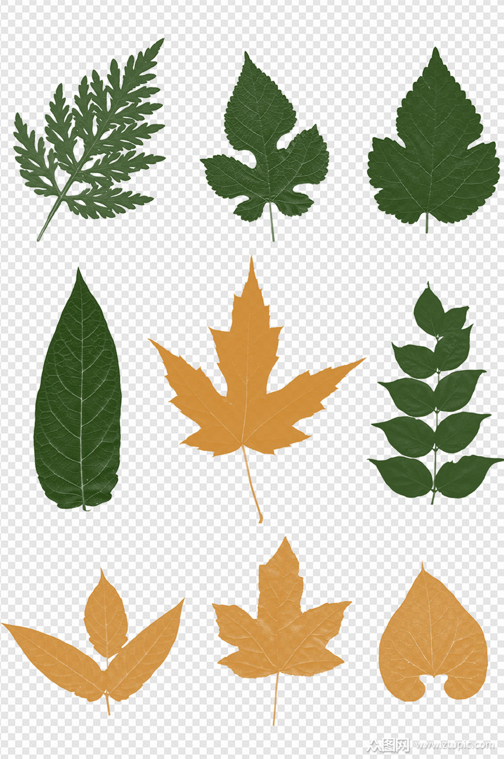 树叶绿叶枫叶梧桐叶叶片黄色叶子元素绿色素材