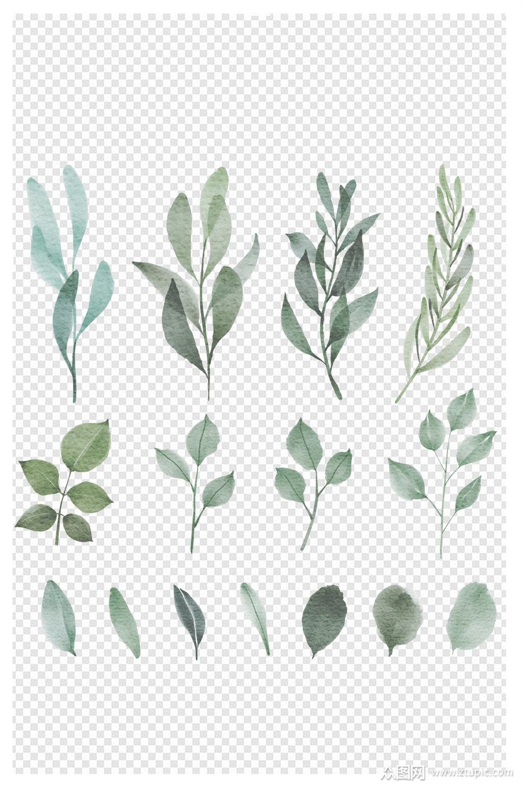 复古水墨叶子插画绿叶标本设计元素