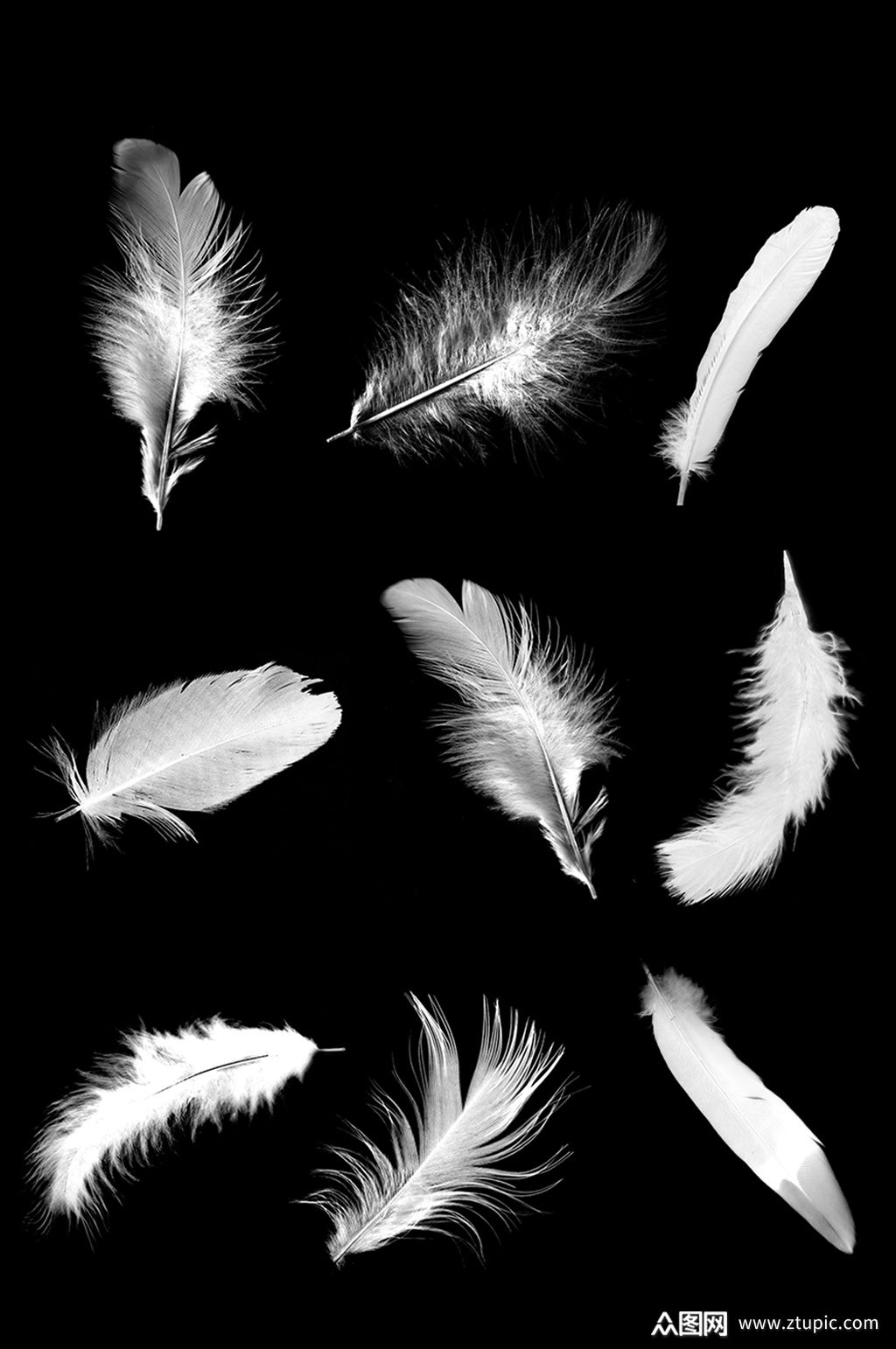 羽毛羽绒羽翼鸟翅膀飘逸素材