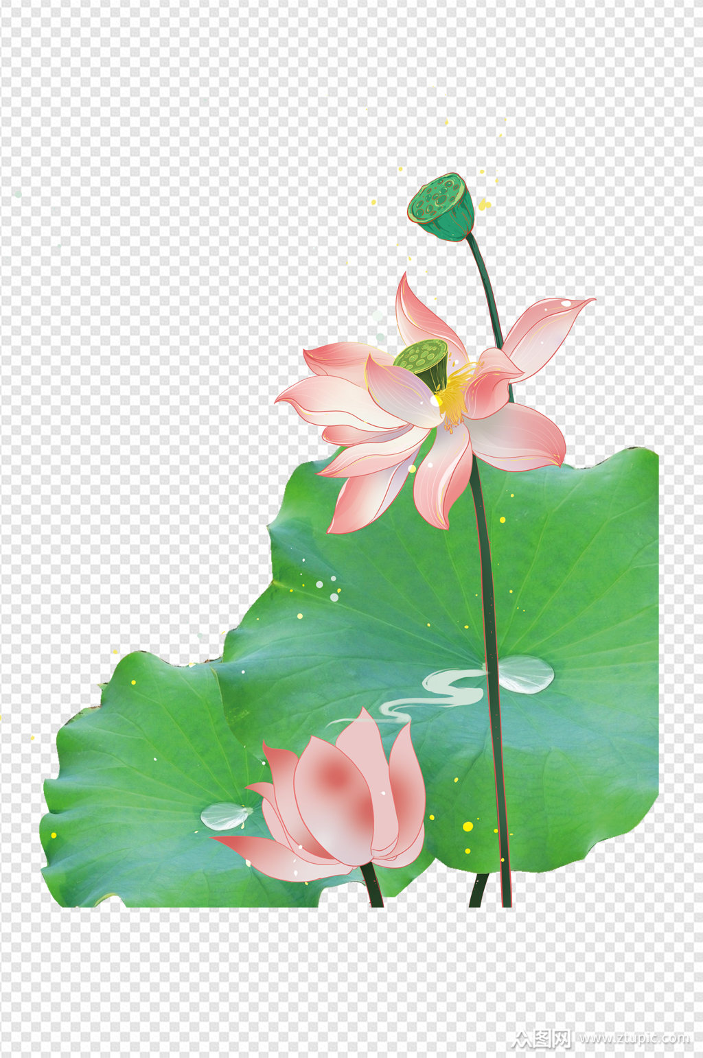 莲花荷叶设计素材免扣元素