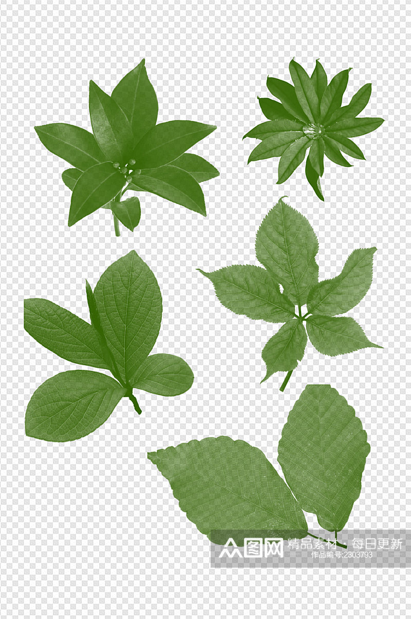 夏天植物绿植树叶绿叶手绘插画免扣元素素材