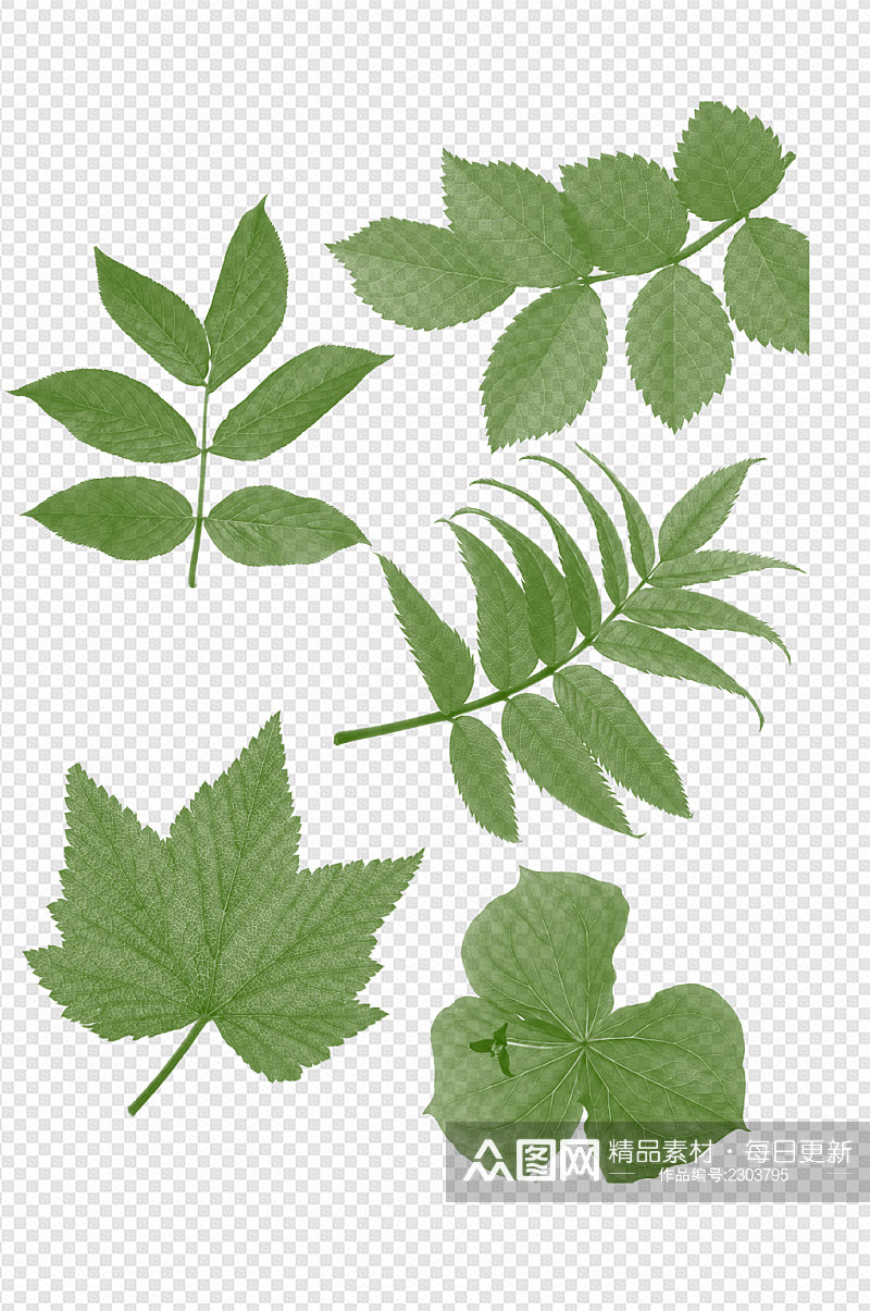 夏天植物绿植树叶绿叶手绘装饰清新免扣元素素材