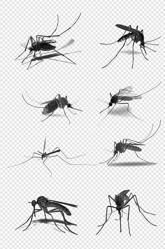 蚊子元素素材黑色笔触PS图免扣元素