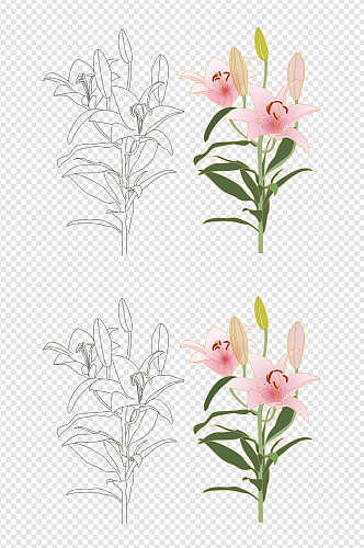 百合花卉线稿图彩色免扣元素