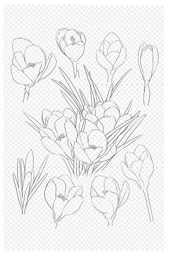 兰花黑白手绘线稿过年年货节花朵免扣元素