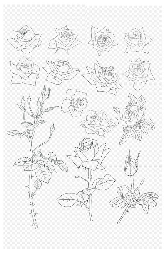 玫瑰花手绘线稿七夕情人女神节花朵免扣元素