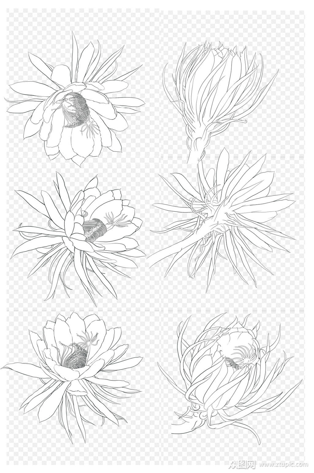 昙花一现立秋昙花黑白手绘唯美线稿免扣元素素材