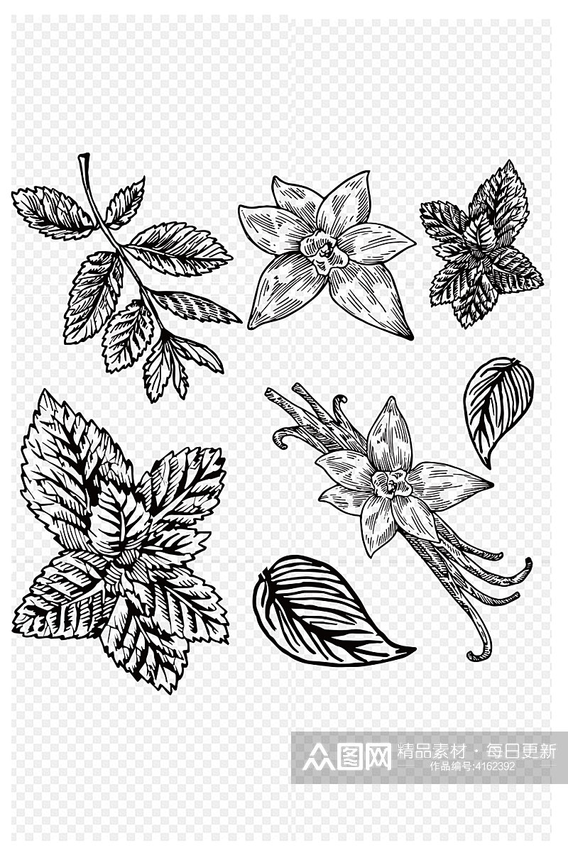 手绘素描自然植物调料香料图案通素材