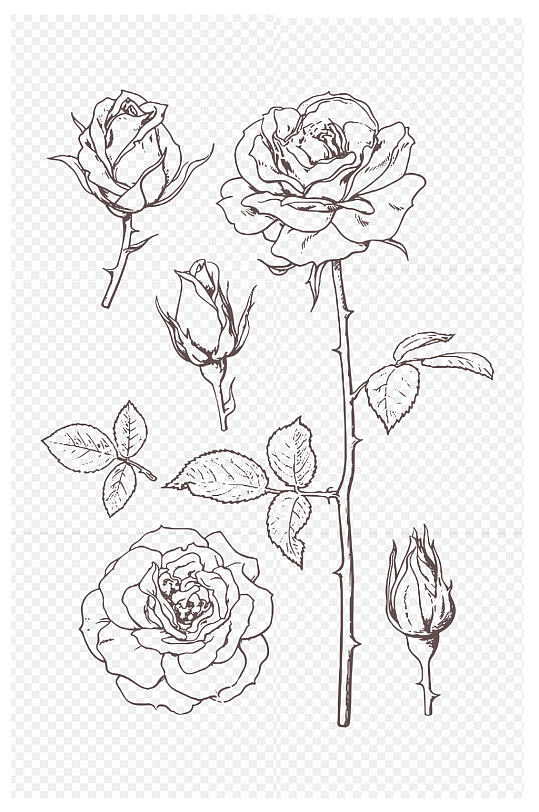 线描画玫瑰花设计元素免扣元素