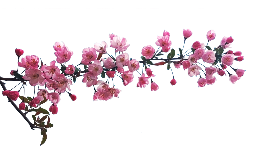 海棠花梅花免抠图素材