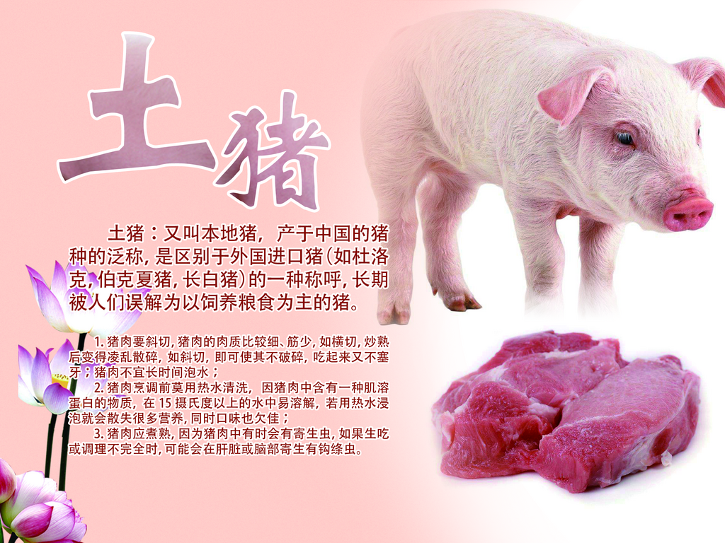土猪简介宣传展板素材