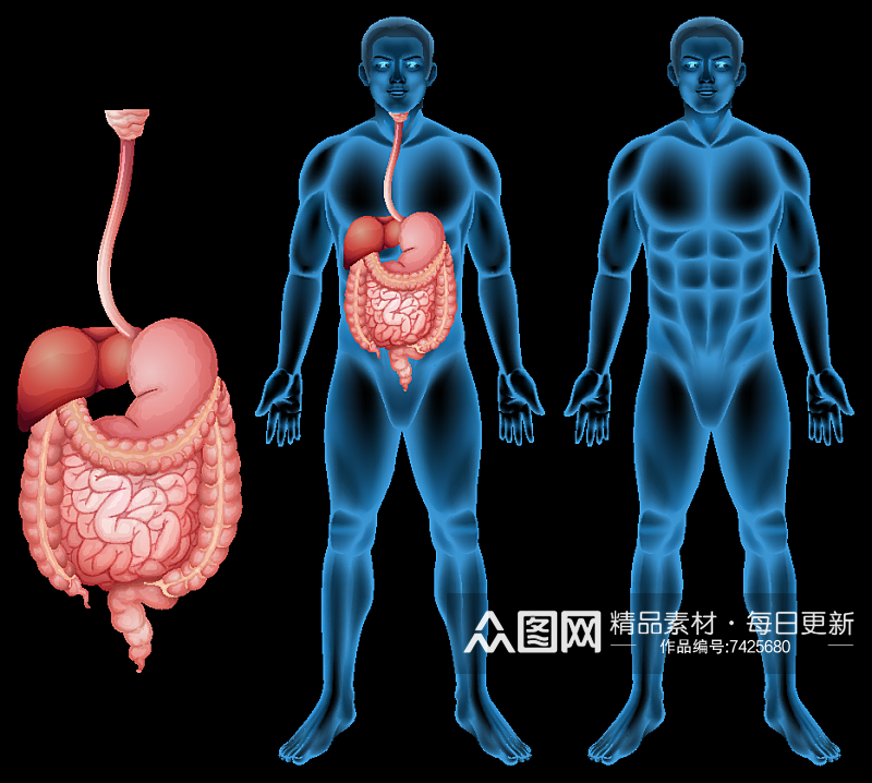 矢量医学医疗元素人体器官插画素材