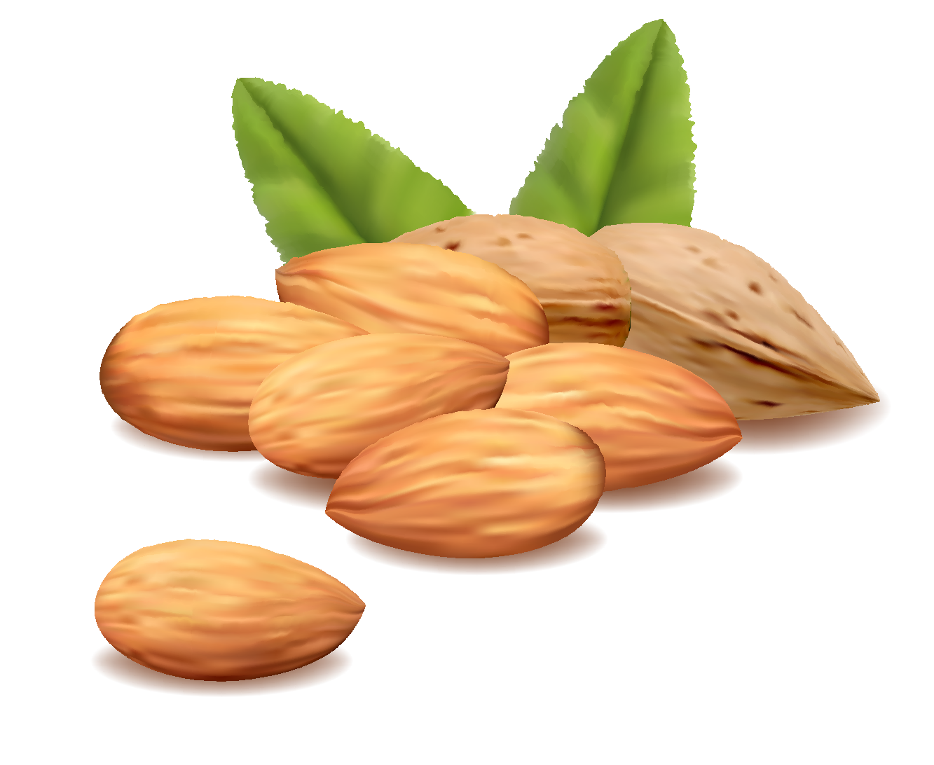 美食坚果矢量素材素材
