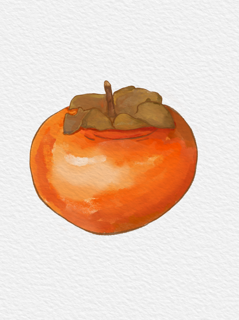 柿子果实水彩插画素材
