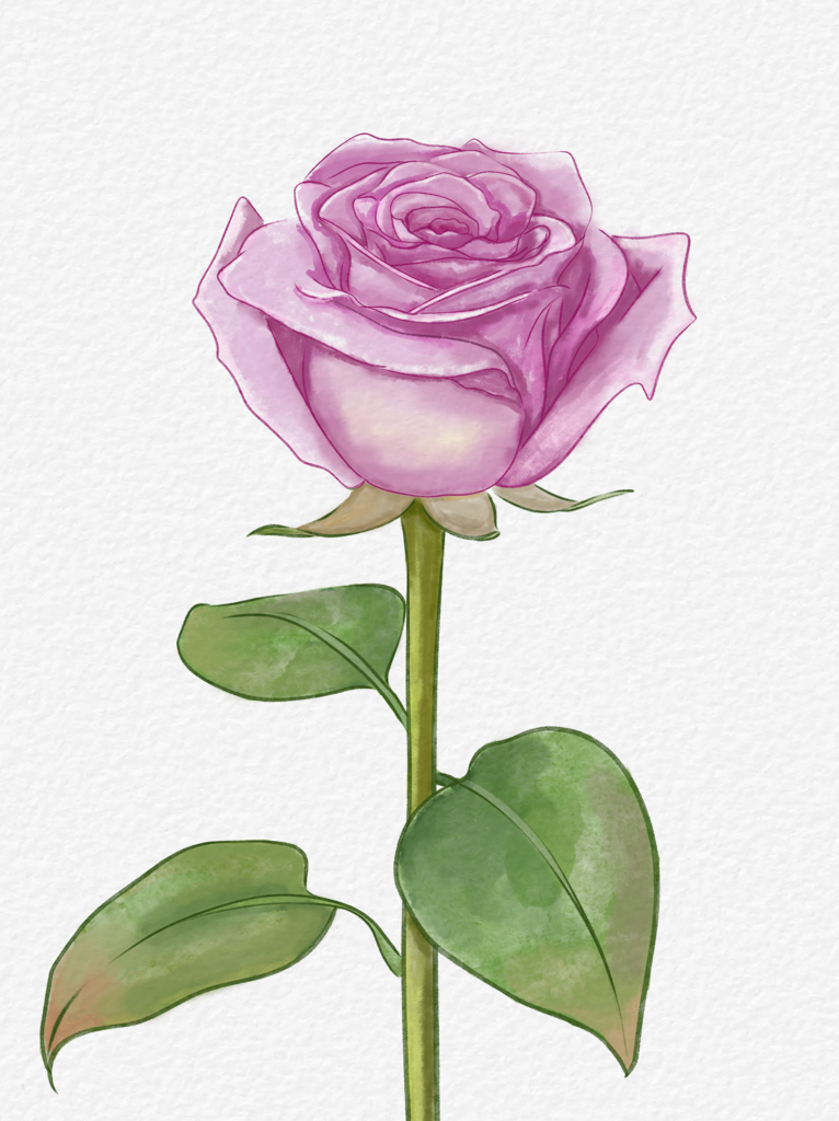 紫色玫瑰水彩插画素材