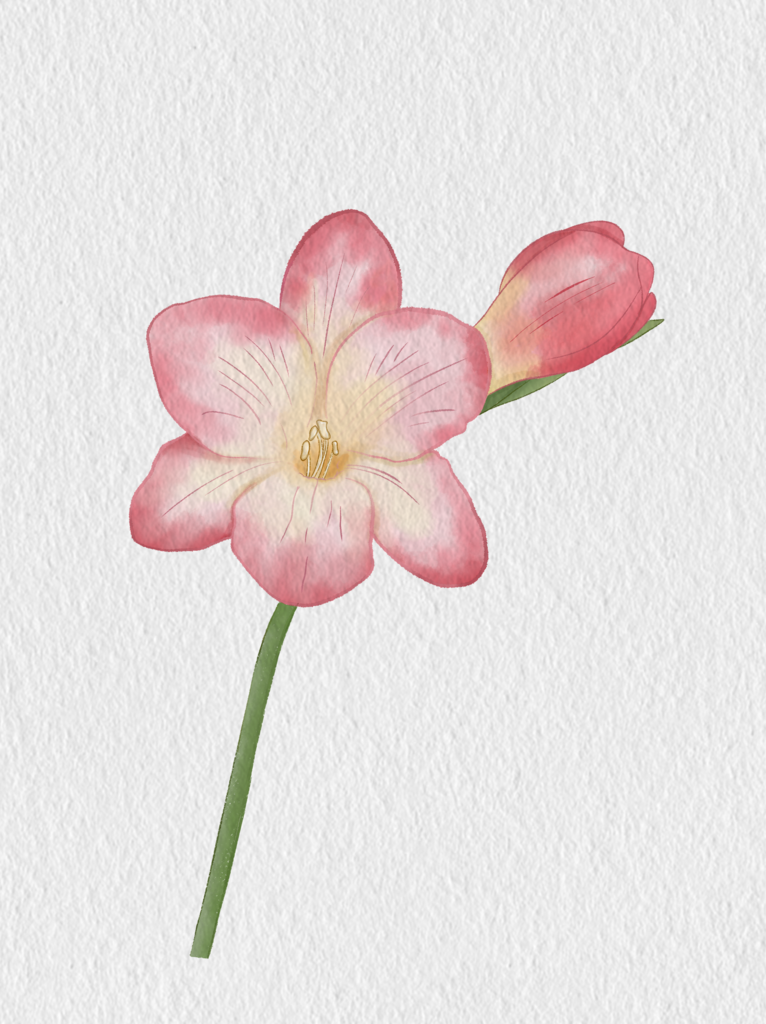 粉色花卉水彩插画素材
