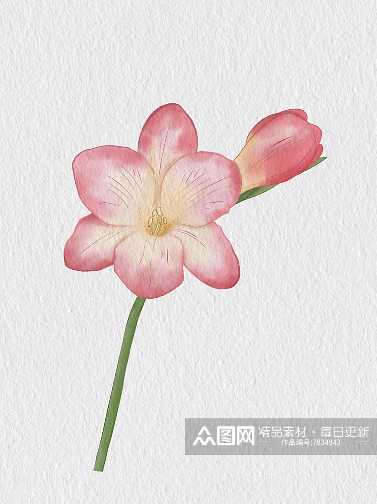 粉色花卉水彩插画素材