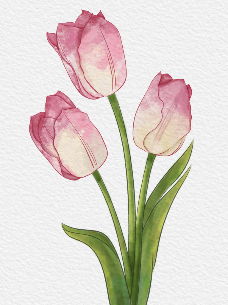 郁金香花卉水彩插画素材