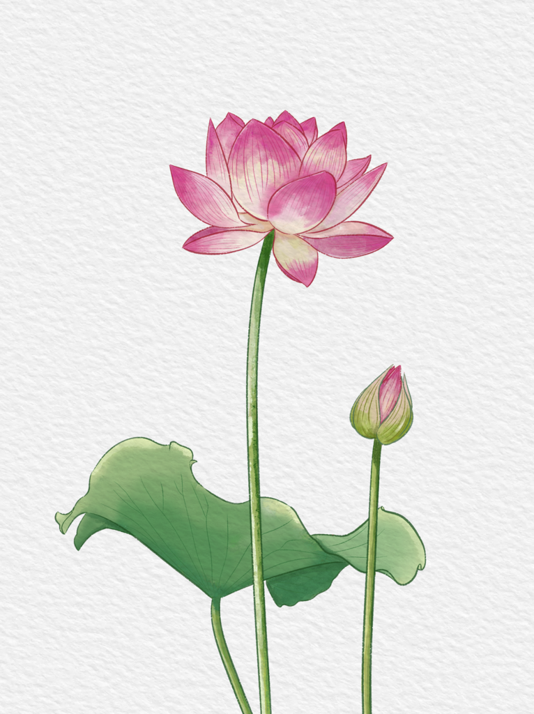 水彩插画荷花荷叶素材