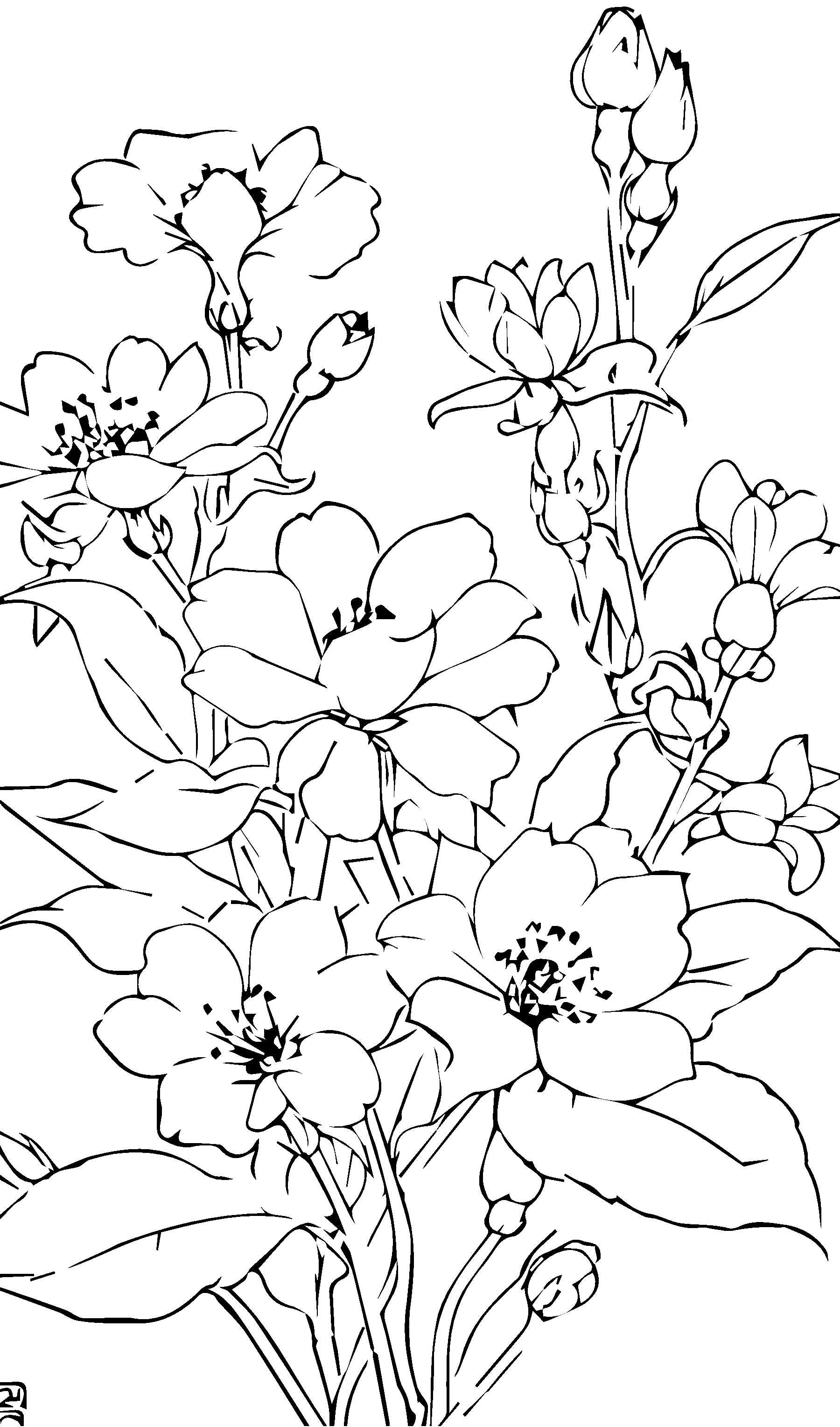 白描花卉矢量插画图形素材