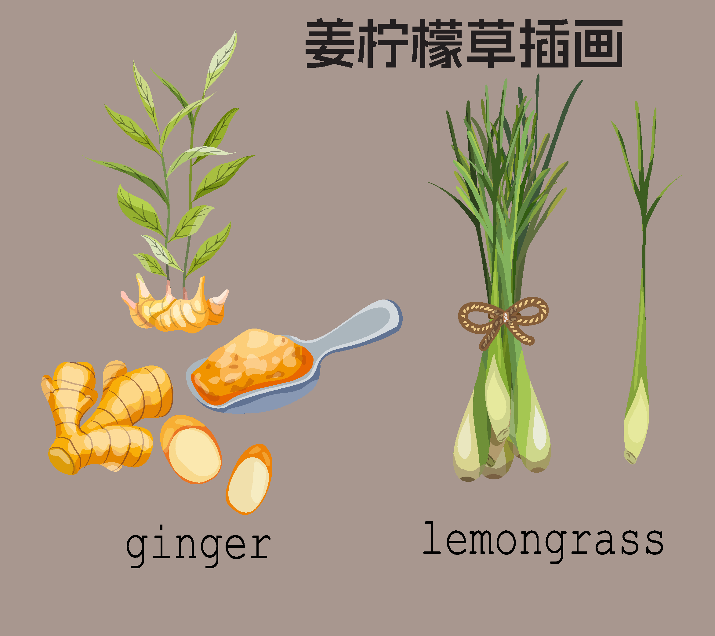 生姜与柠檬草插画素材