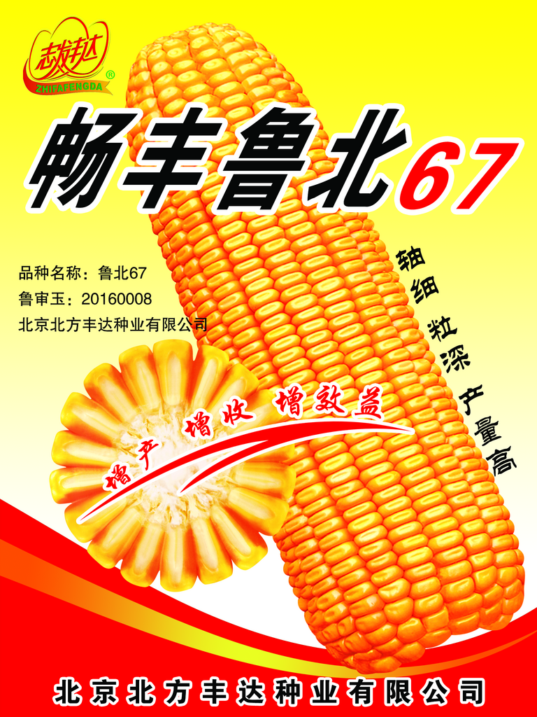 苞米玉米田玉米棒高抗倒伏玉米地背景素材