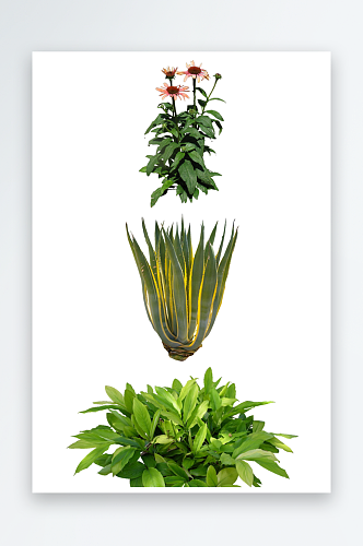 绿色植物PSD免抠素材