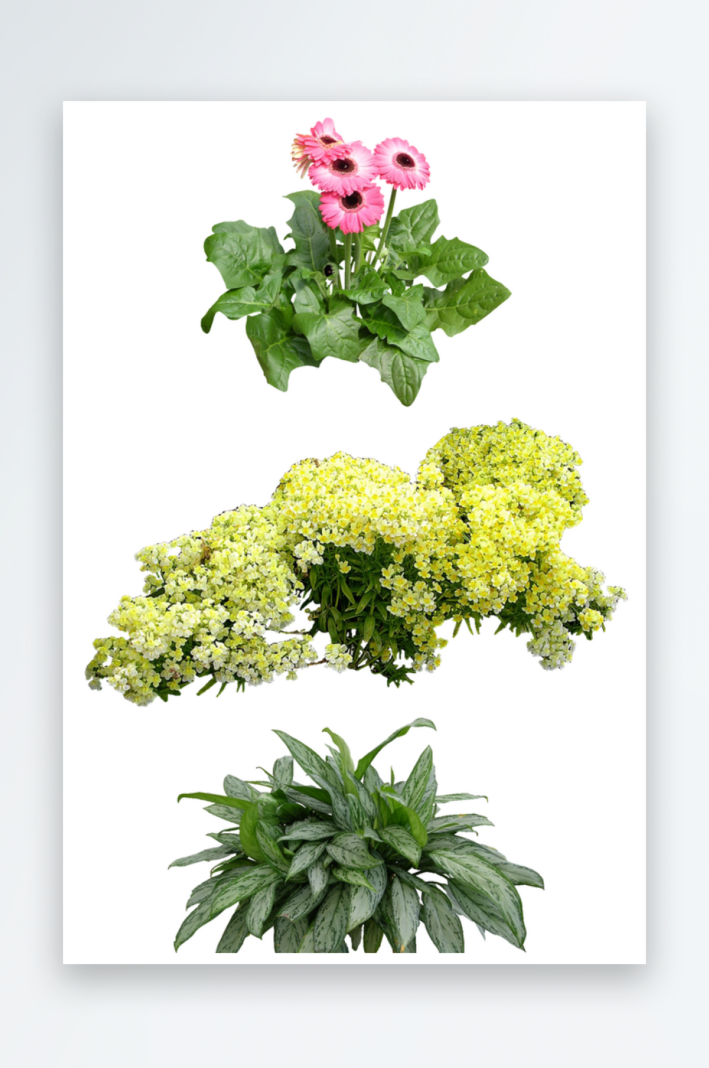 绿色植物PSD免抠素材素材
