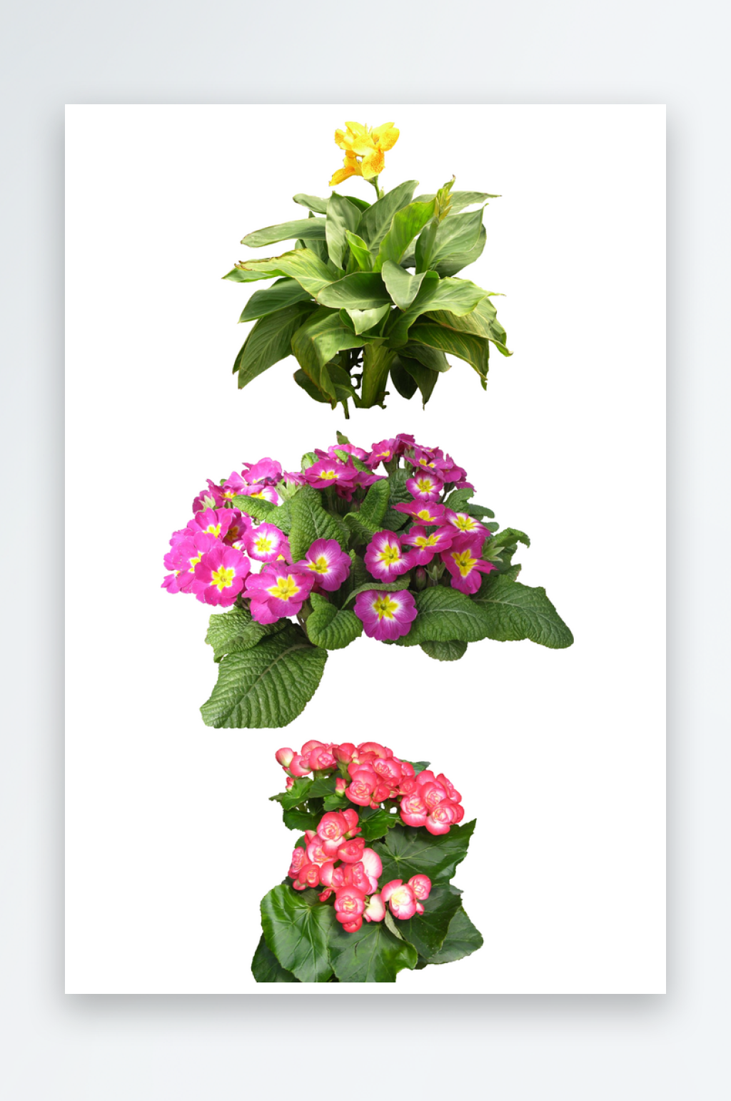 绿色植物PSD免抠素材素材