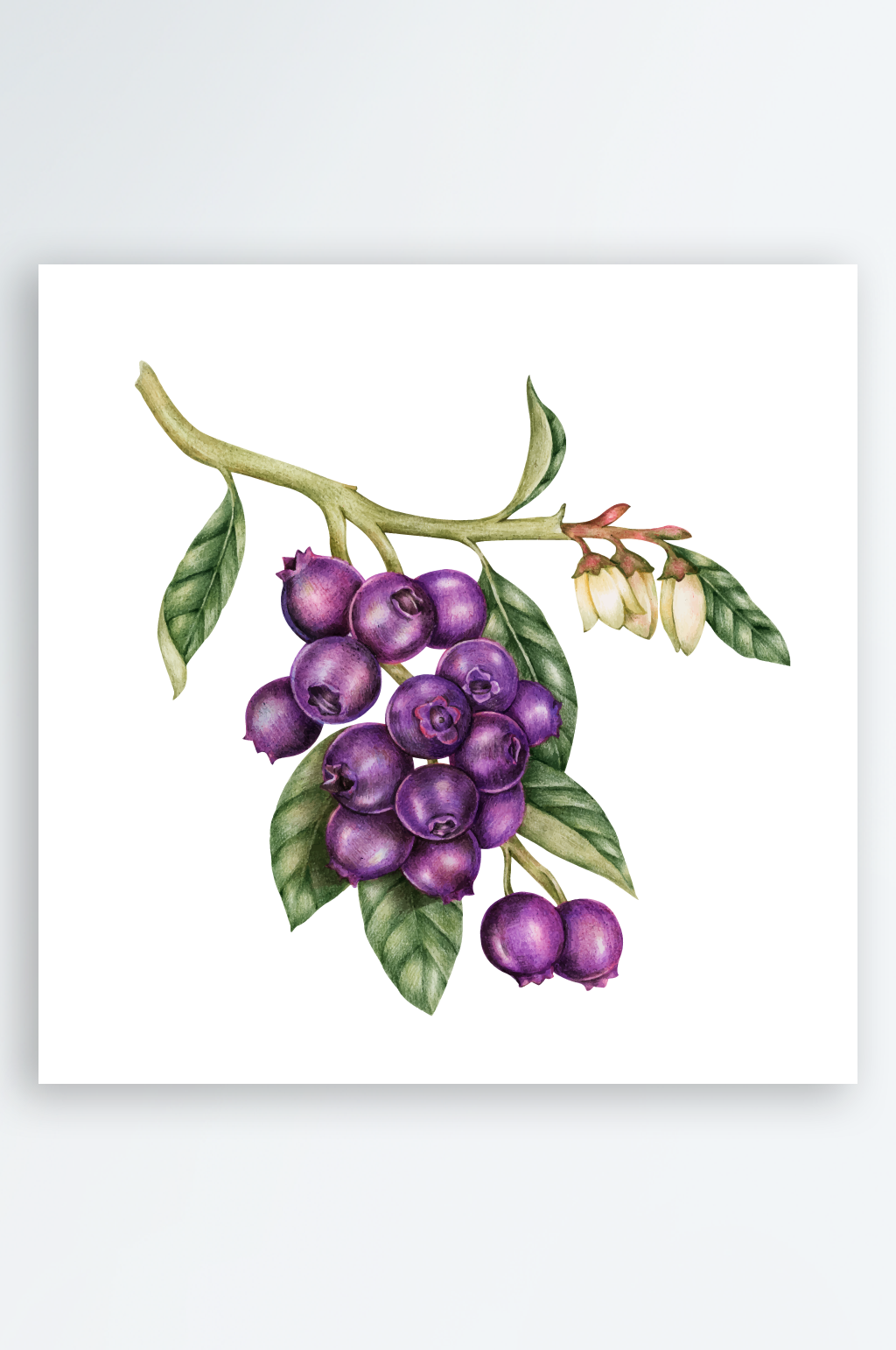 复古水彩蓝莓插画素材