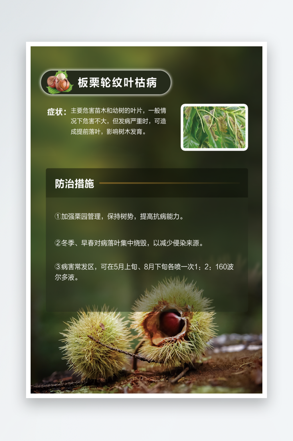 板栗速效栽培技术海报素材