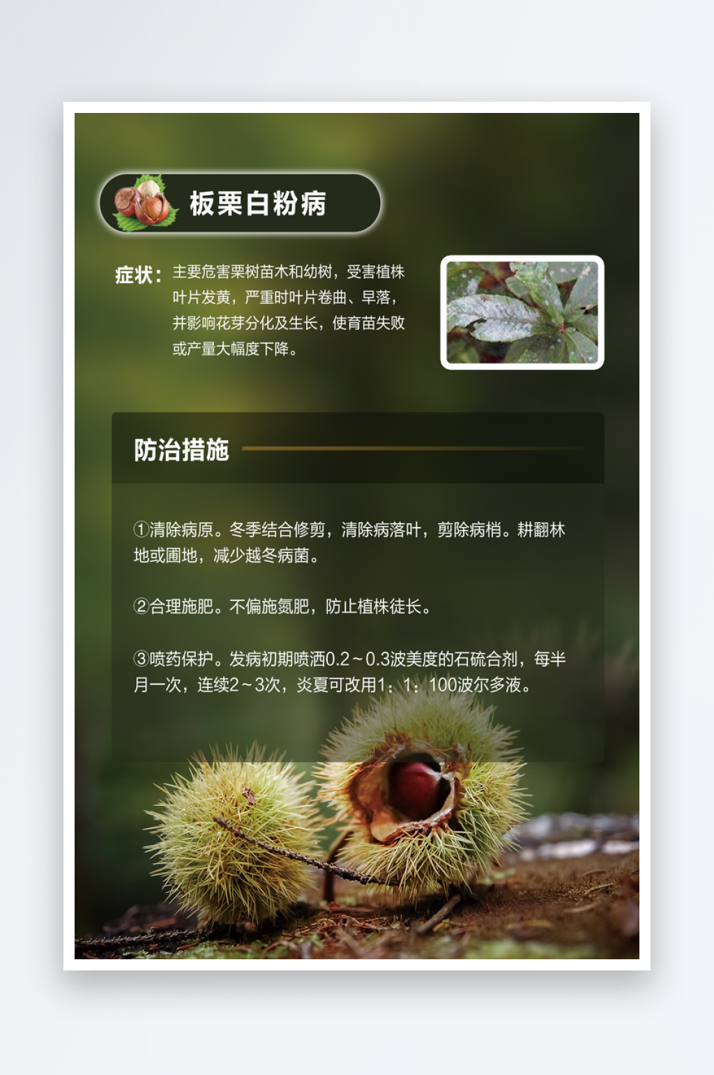 板栗速效栽培技术海报素材