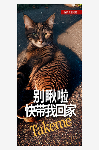 领养猫咪公益摄影图海报