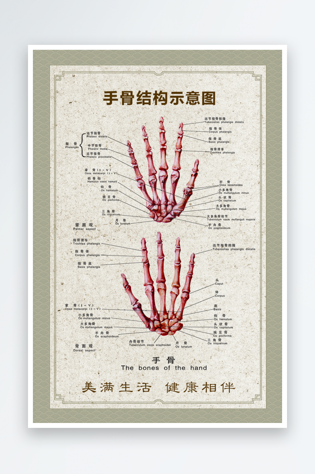 手骨结构示意图海报素材
