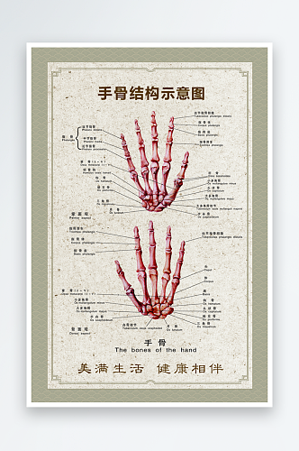 手骨结构示意图海报
