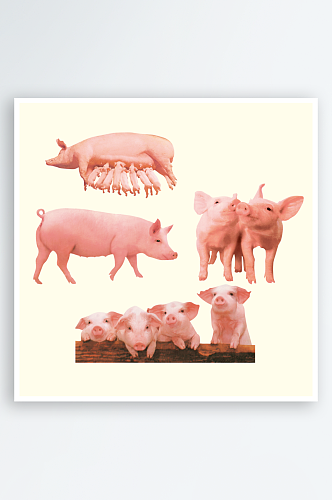猪素材卡通猪设计