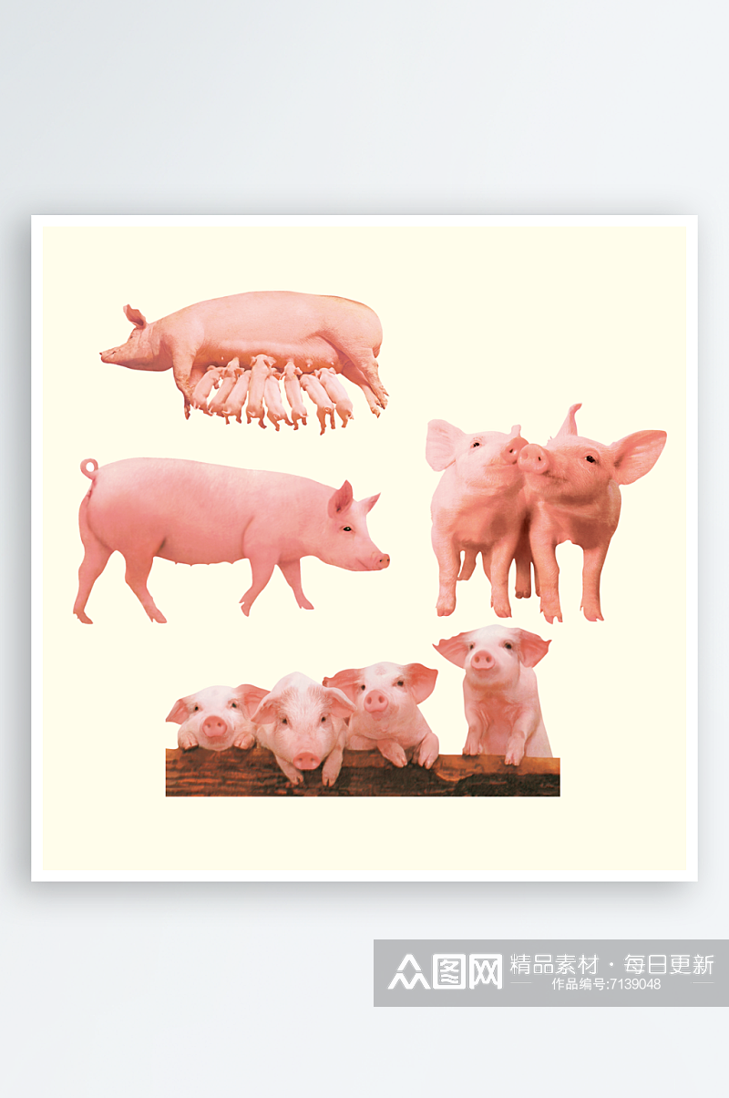 猪素材卡通猪设计素材
