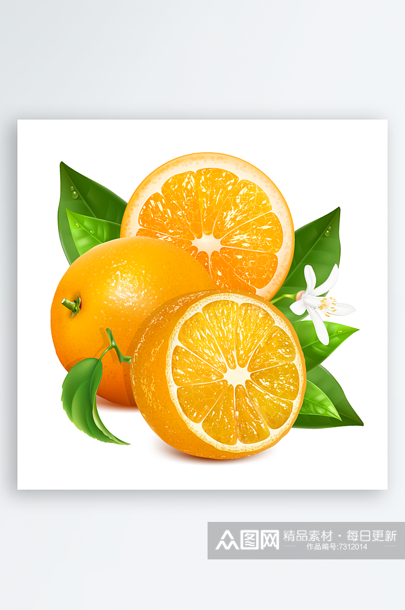 手绘矢量橙子水果素材素材
