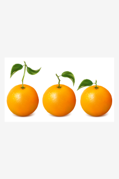 手绘矢量橙子水果素材