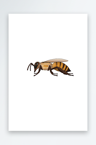 矢量昆虫蜜蜂素材