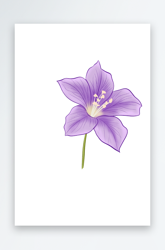紫色的百合花插画