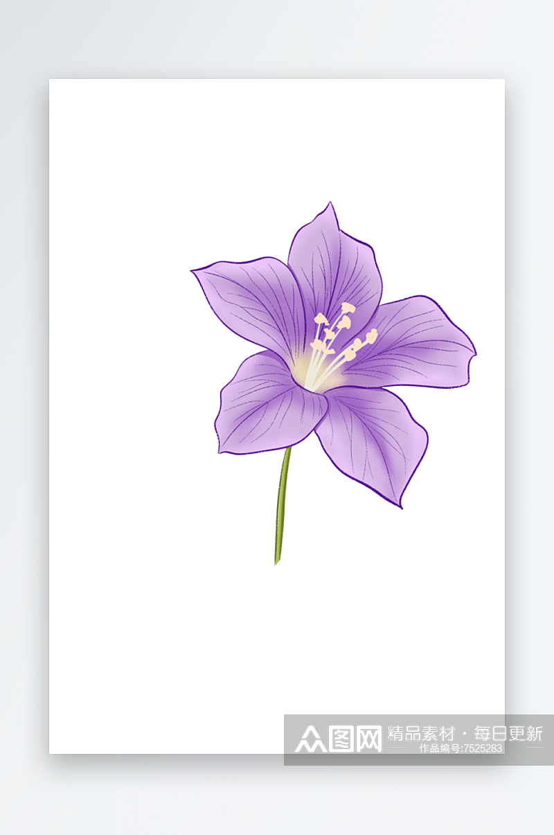 紫色的百合花插画素材
