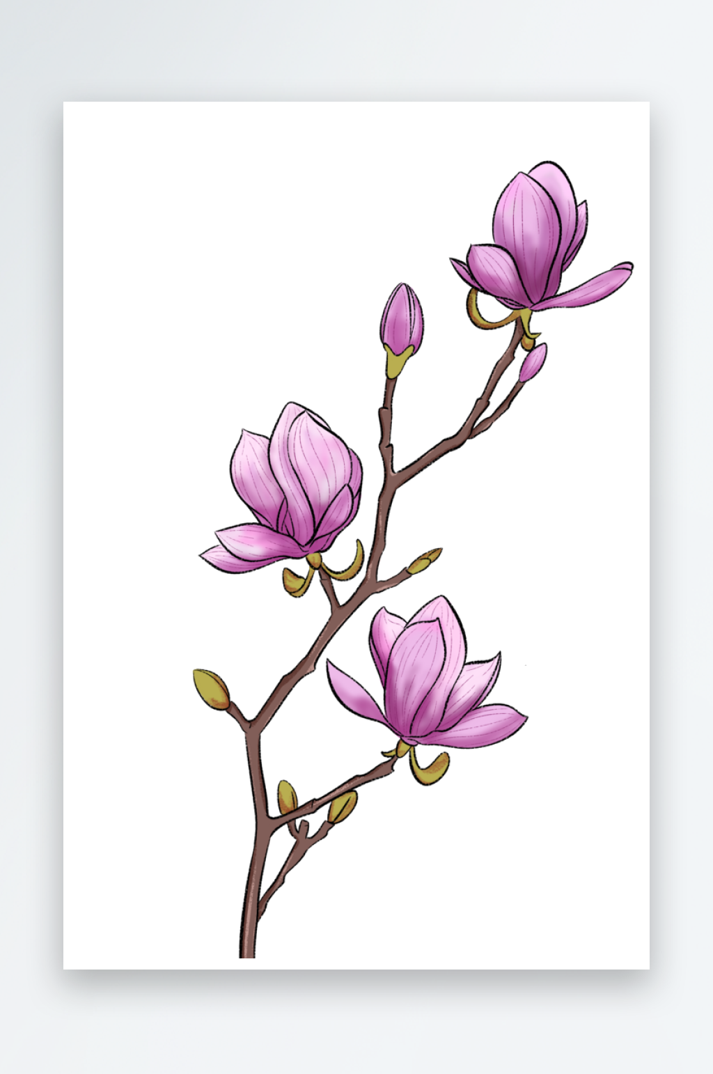 紫色的玉兰花插画素材