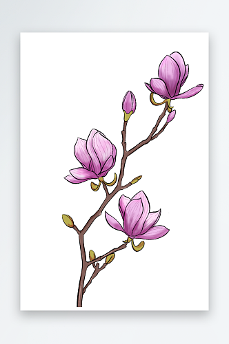 紫色的玉兰花插画