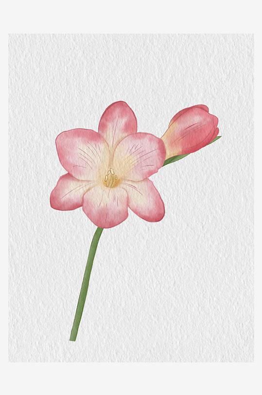 粉色花卉水彩插画